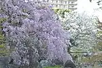 枝垂れ桜