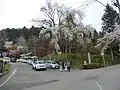 5.城山公園の桜