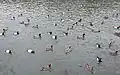 池にいるカモ