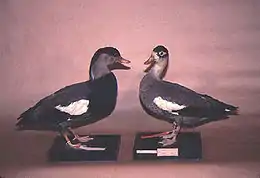 カンムリツクシガモT. cristata