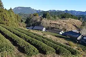 田峯茶の茶畑