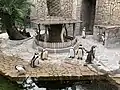 フンボルトペンギン