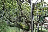 逆ガシワ全景。2022年9月8日撮影。