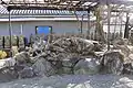伐採された摺鉢松