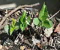 種子から発芽した芽