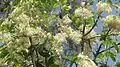 Shorea属の花S. rocburghii