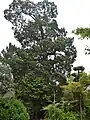 伊吹木