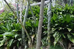 亀甲竹林