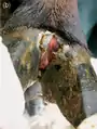ひづめ周りに水疱ができる。牛の足。