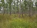 エキナタマツの群生