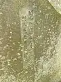 米本図書館の敷地にある吉植庄亮の歌碑（裏面）