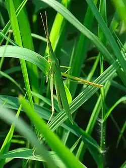ショウリョウバッタ(オス)