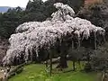 真横から見た長興山の枝垂桜（2009年4月4日撮影）