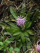 Heloniopsis orientalisショウジョウバカマ