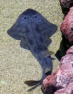材料となるエイの一例（Rhinobatos productus）