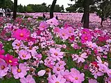 国営昭和記念公園の「花の丘のコスモスまつり」(2010年(平成22年)10月19日撮影)