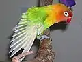 羽根をのばしているルリゴシボタンインコ