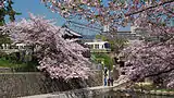 夙川公園・夙川河川敷緑地(兵庫県西宮市)