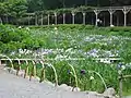 日本庭園の花菖蒲