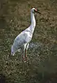 ソデグロヅルL. leucogeranus