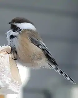 P. cinctusシベリアコガラ