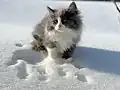 雪の中で遊ぶサイベリアンの子猫（生後3ヶ月）