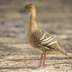 カザリリュウキュウガモ