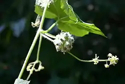 アレチウリSicyos angulatus特定外来生物。