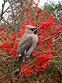 キレンジャクB. garrulus