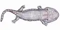 Siderops kehli
