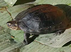 ホオジロクロガメS. crassicollis