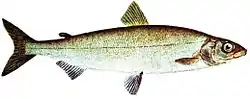 Common whitefish
