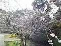 三角寺の境内（秋）