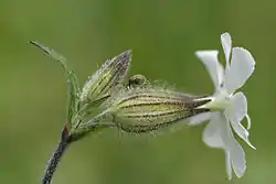 マンテマ属 (ナデシコ科) の花とつぼみの萼 (矢印)