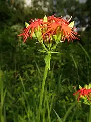 花は深紅色、茎先に2出集散花序を出してやや密集してつき、花柄は短く、毛が生える。