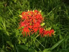 花弁は5個で平開し、狭倒卵形で、先端は深く2裂しさらに2裂する。花喉には、花弁ごとに、歯状で濃色の小鱗片が2個ずつつく。