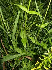 茎はやや無毛。葉は数対が対生し、葉身は卵状披針形から狭楕円形で、先端は鋭頭、基部は茎を抱き、葉柄は無い。
