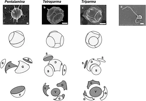 3. ボリド藻3属の不動細胞における珪酸質プレートの構成: D - dorsal plate, G - girdle plate, S - shield plate, V - ventral plate
