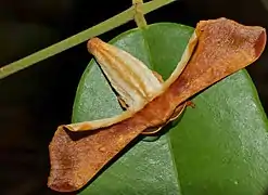 Gunda ochracea（カイコガ亜科）, マレーシア