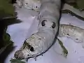 5齢幼虫