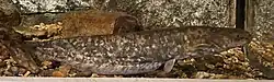 タニガワナマズ
