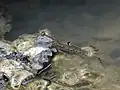 海岸の岩の上に顔を出す背びれの形が見える