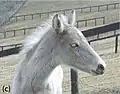 SILVを持つ仔馬（頭部）