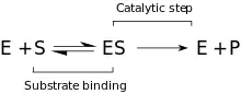Minimal kinetic model for hydrolysis of organophosphates (S) by enzyme PTE (E)
