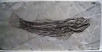 Sinamia sp.