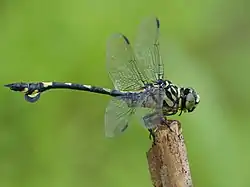 ウチワヤンマ