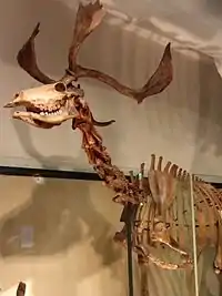ヤベオオツノジカ骨格