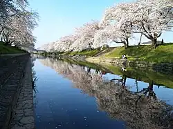 新境川の百十郎桜(岐阜県)
