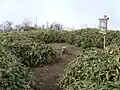 頂上