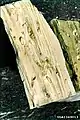 ノクチリオキバチ (Sirex noctilio) の幼虫と食痕